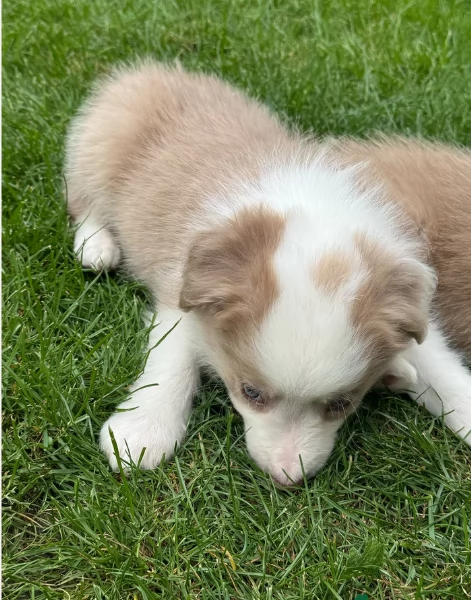 meraviglioso cuccioli di razza Border Collie per ladozione gratuita