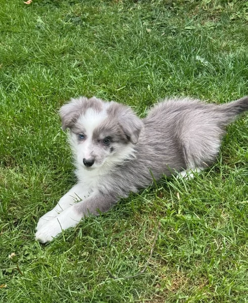 meraviglioso cuccioli di razza Border Collie per ladozione gratuita | Foto 0