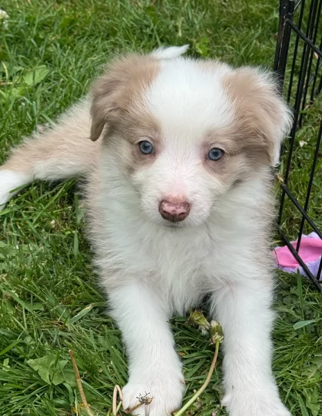 meraviglioso cuccioli di razza Border Collie per ladozione gratuita