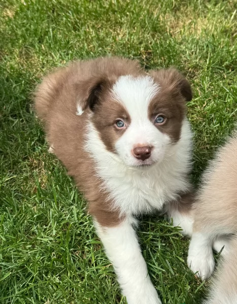 meraviglioso cuccioli di razza Border Collie per ladozione gratuita