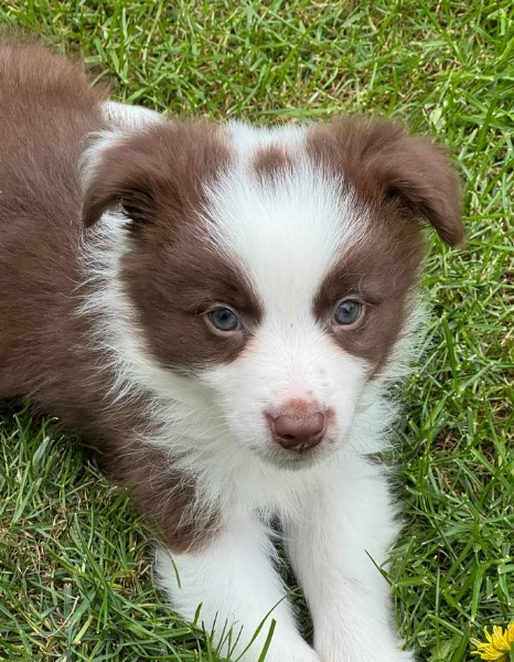 meraviglioso cuccioli di razza Border Collie per ladozione gratuita | Foto 0