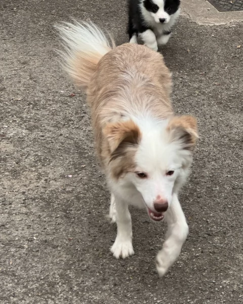 meraviglioso cuccioli di razza Border Collie per ladozione gratuita