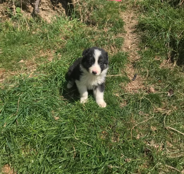 meraviglioso cuccioli di razza Border Collie per ladozione gratuita | Foto 1