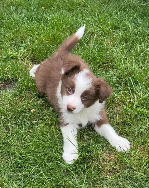 meraviglioso cuccioli di razza Border Collie per ladozione gratuita | Foto 0