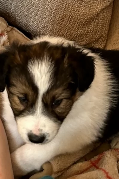 meraviglioso cuccioli di razza Border Collie per ladozione gratuita | Foto 6