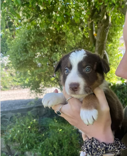 meraviglioso cuccioli di razza Border Collie per ladozione gratuita