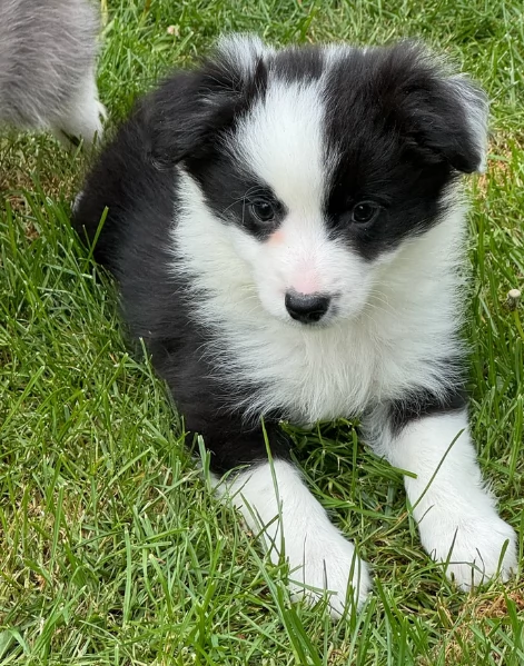 meraviglioso cuccioli di razza Border Collie per ladozione gratuita | Foto 5