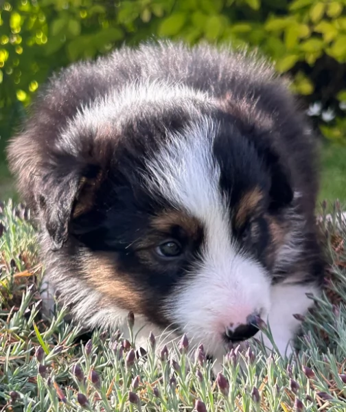 meraviglioso cuccioli di razza Border Collie per ladozione gratuita | Foto 2