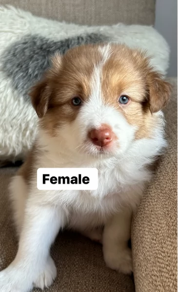 meraviglioso cuccioli di razza Border Collie per ladozione gratuita | Foto 1