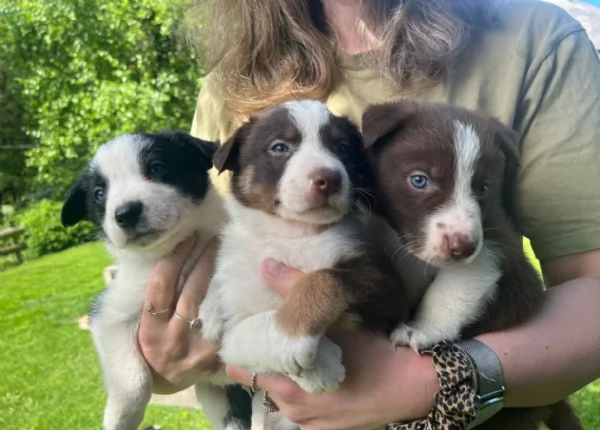meraviglioso cuccioli di razza Border Collie per ladozione gratuita | Foto 0