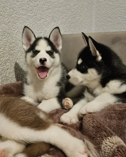 meraviglioso cucciolo husky per adozione | Foto 3