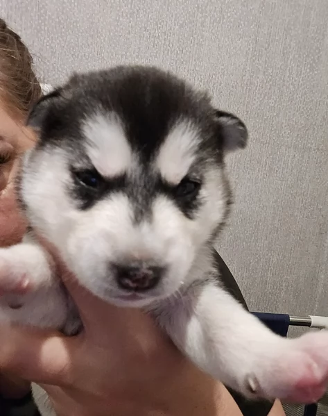 meraviglioso cucciolo husky per adozione | Foto 1