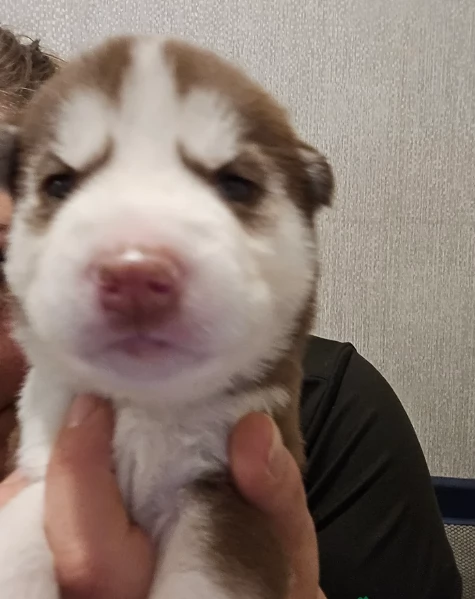 meraviglioso cucciolo husky per adozione | Foto 0