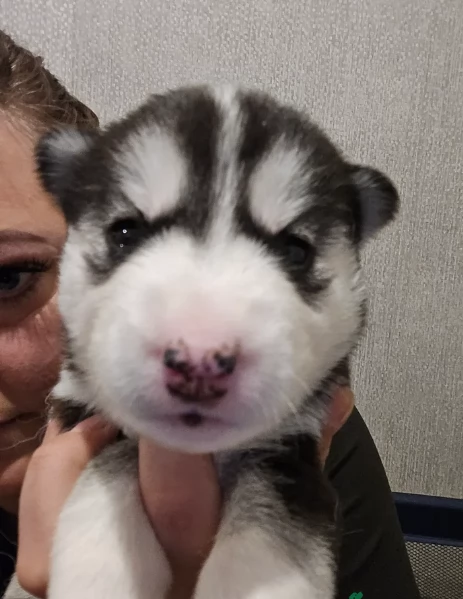 meraviglioso cucciolo husky per adozione | Foto 3