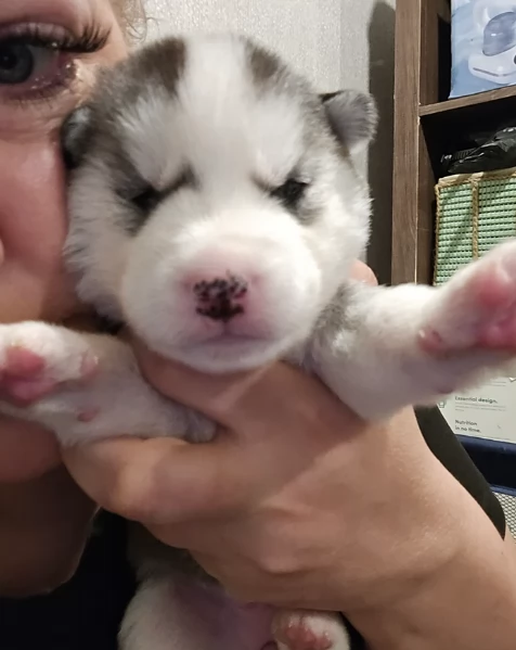 meraviglioso cucciolo husky per adozione | Foto 1