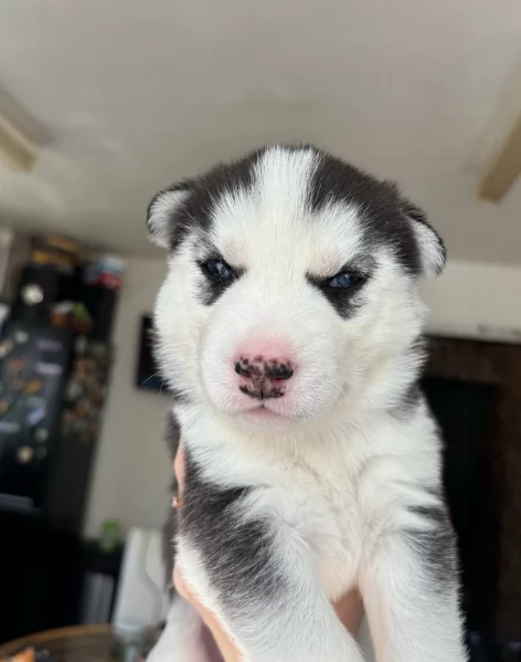 meraviglioso cucciolo husky per adozione | Foto 1