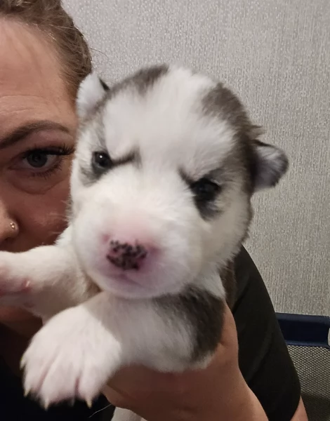 meraviglioso cucciolo husky per adozione | Foto 0