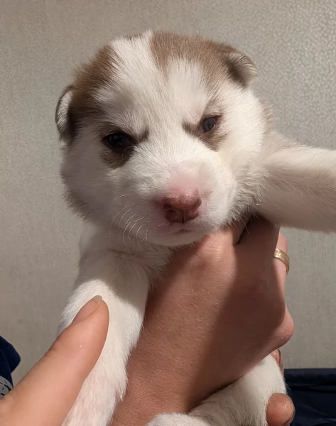 meraviglioso cucciolo husky per adozione | Foto 3