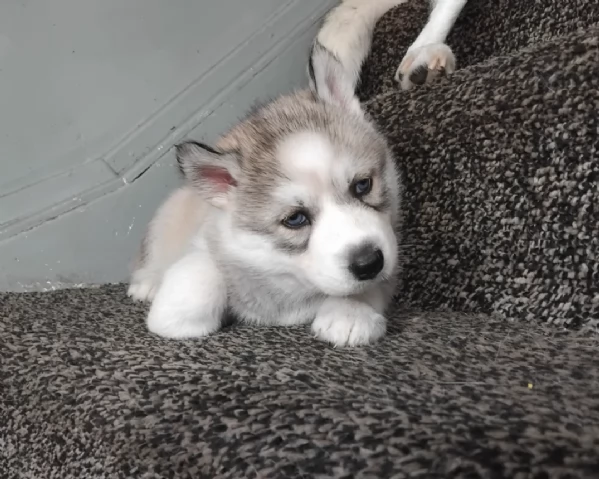meraviglioso cucciolo husky per adozione