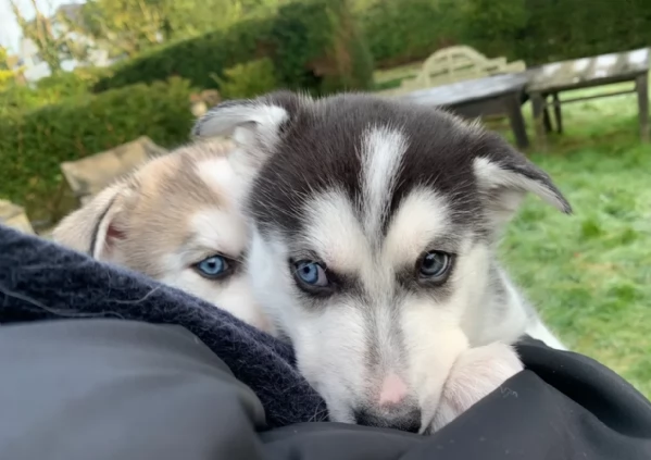 meraviglioso cucciolo husky per adozione