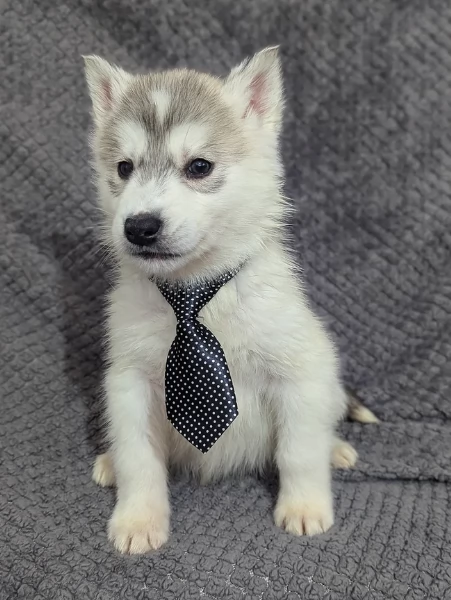 meraviglioso cucciolo husky per adozione | Foto 6