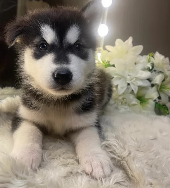 meraviglioso cucciolo husky per adozione | Foto 4