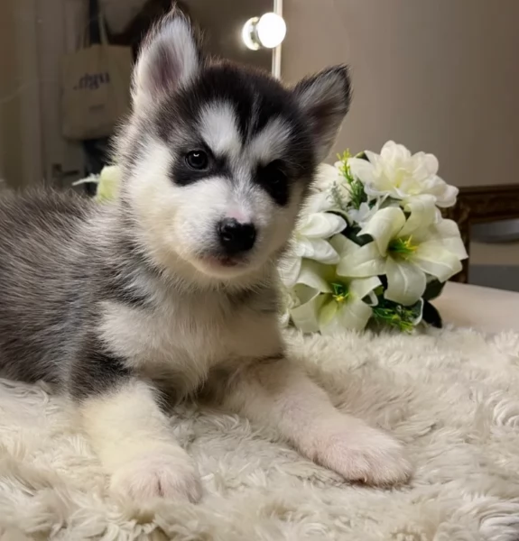 meraviglioso cucciolo husky per adozione | Foto 2