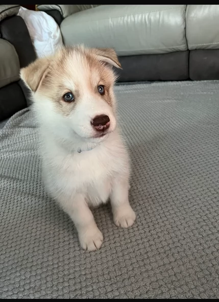 meraviglioso cucciolo husky per adozione | Foto 4