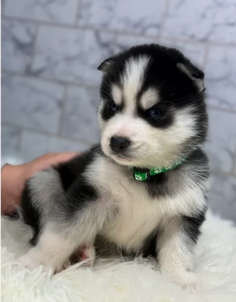meraviglioso cucciolo husky per adozione | Foto 1