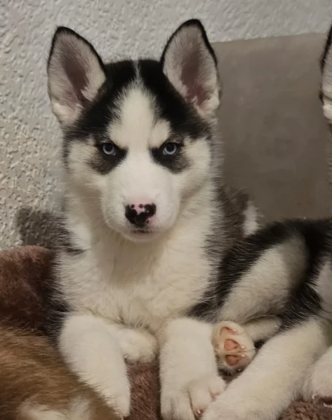 meraviglioso cucciolo husky per adozione | Foto 6