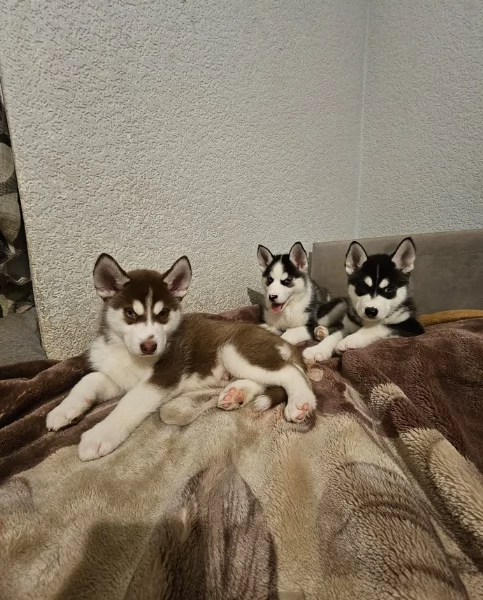 meraviglioso cucciolo husky per adozione | Foto 0