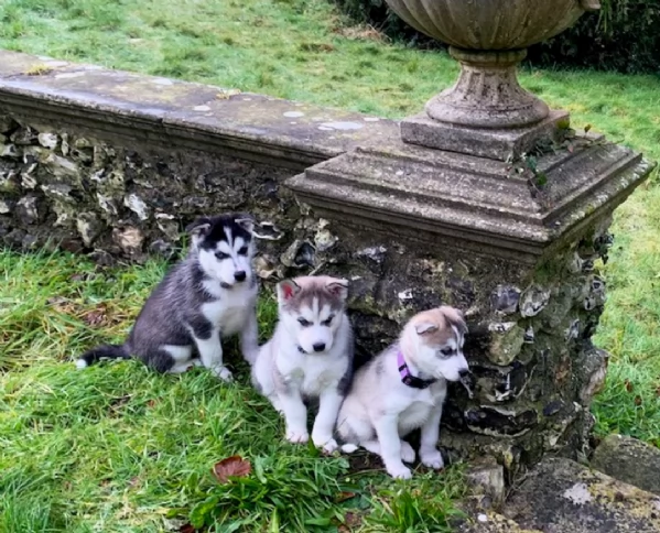 meraviglioso cucciolo husky per adozione | Foto 0