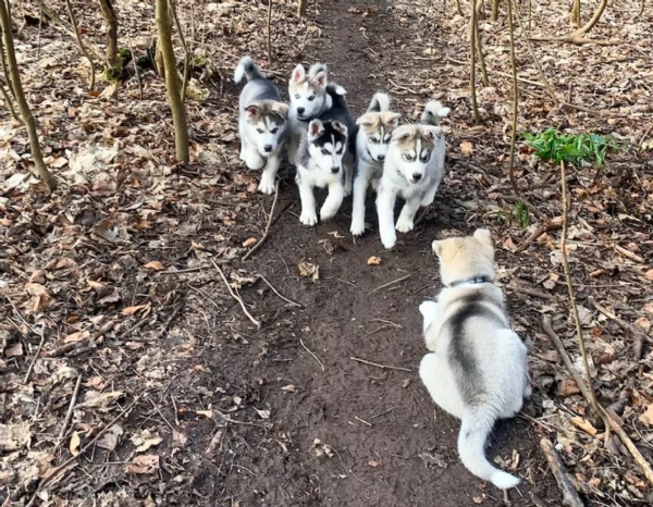 meraviglioso cucciolo husky per adozione | Foto 2