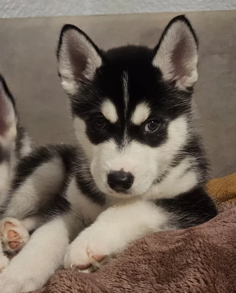 meraviglioso cucciolo husky per adozione | Foto 4