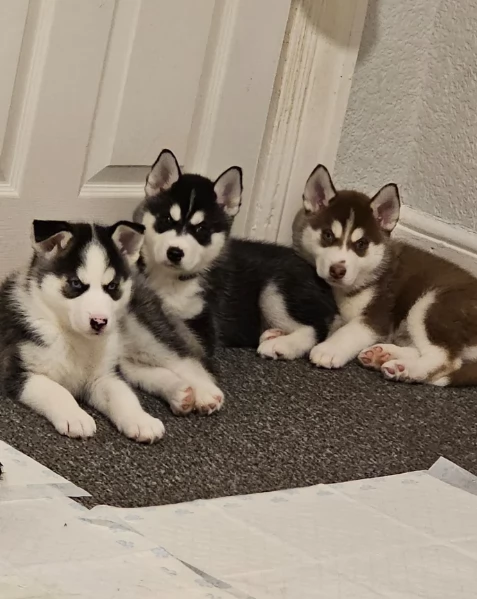 meraviglioso cucciolo husky per adozione | Foto 0
