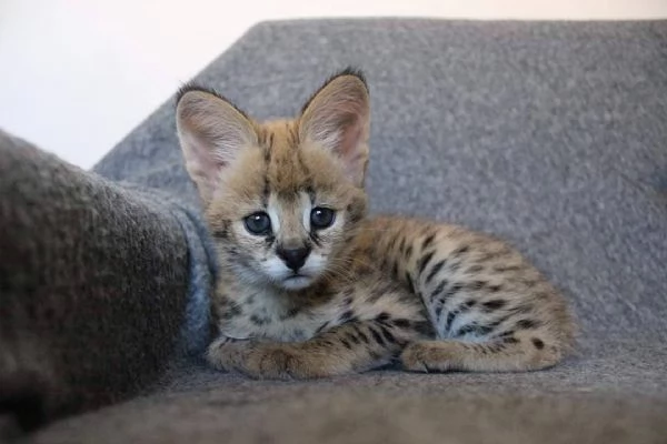 gattini serval fortunati | Foto 6