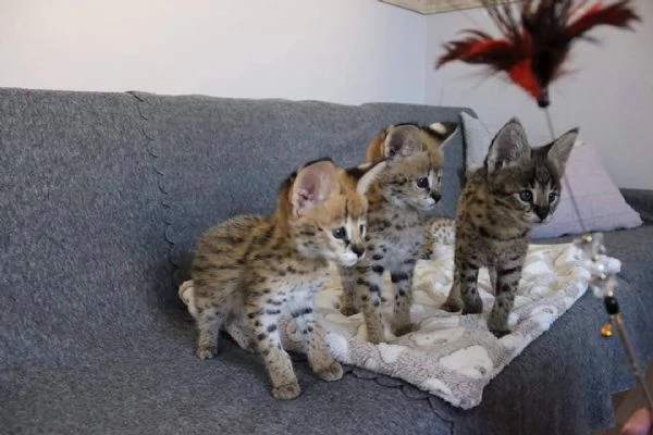 gattini serval fortunati | Foto 5