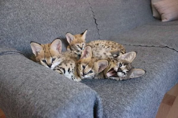 gattini serval fortunati | Foto 4