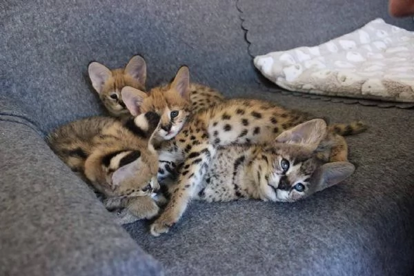 gattini serval fortunati | Foto 3