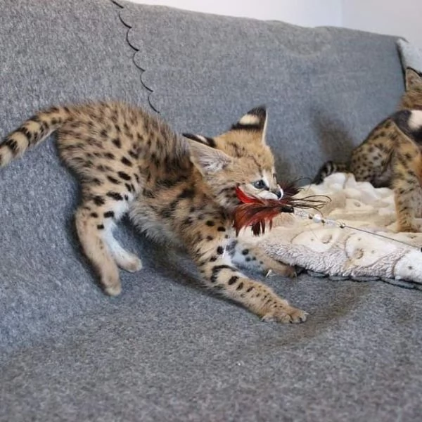 gattini serval fortunati
