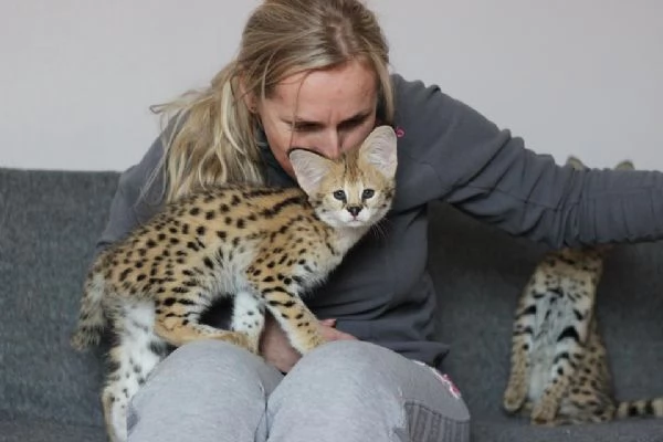 gattini serval fortunati | Foto 2