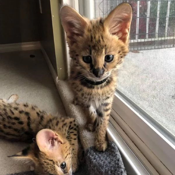 gattini serval fortunati | Foto 1