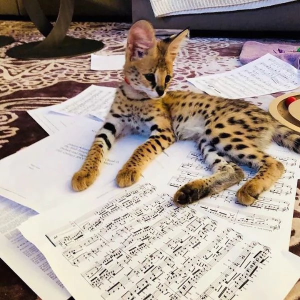 gattini serval fortunati | Foto 0