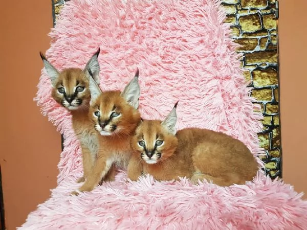 gattini di caracal | Foto 5