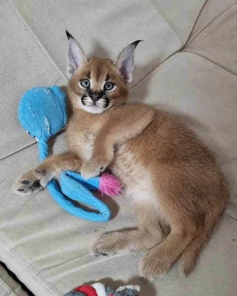 gattini di caracal | Foto 4
