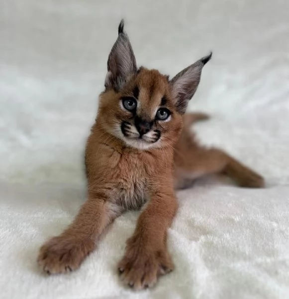 gattini di caracal