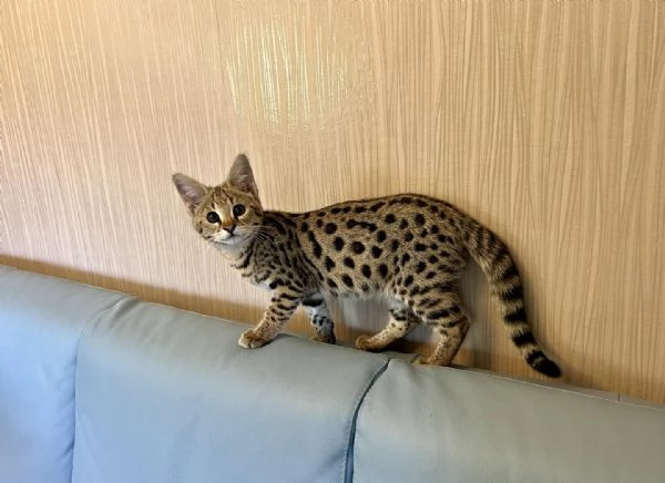 Disponibili gattini F5 Savannah | Foto 6