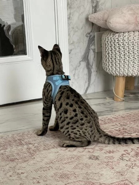 Disponibili gattini F5 Savannah | Foto 5