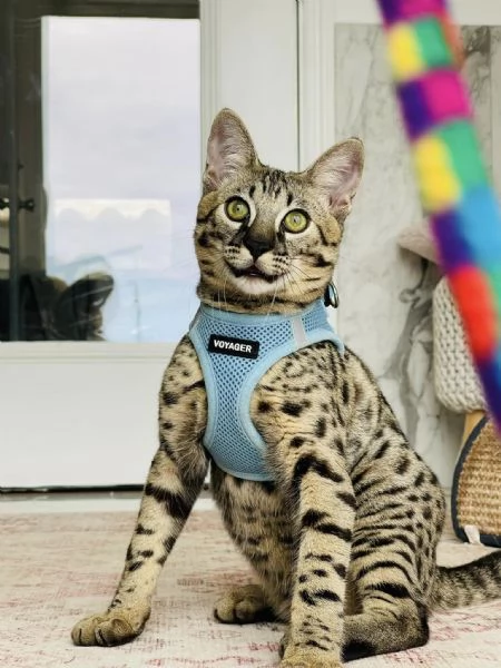 Disponibili gattini F5 Savannah | Foto 4