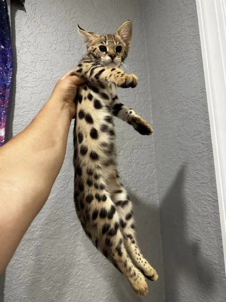 Disponibili gattini F5 Savannah | Foto 3